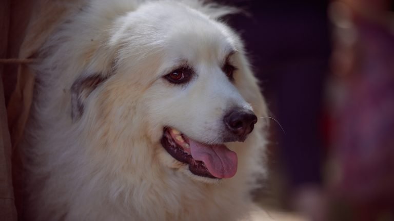 Dog Blog