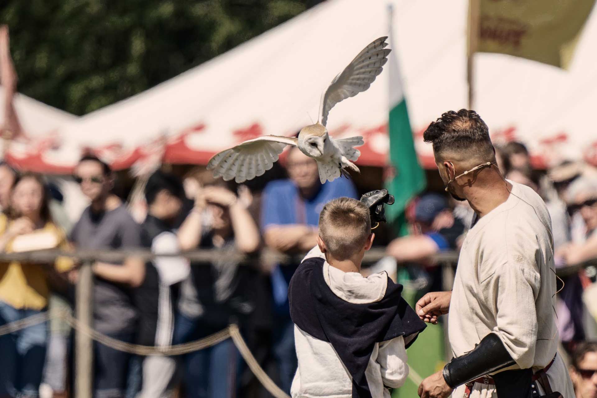 Falconry experience at the Loxwood Joust Festival